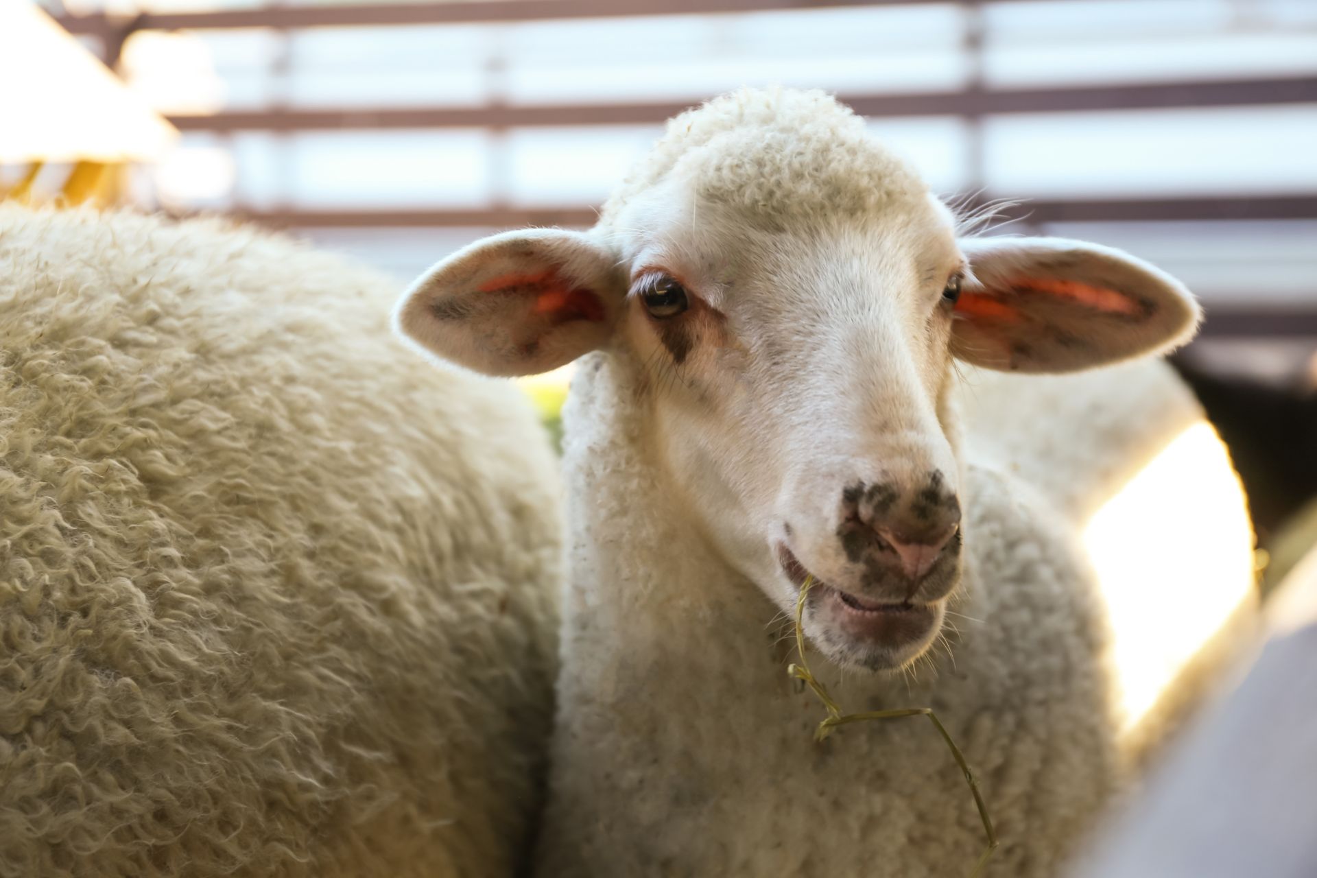 Videoüberwachung in der Tierhaltung